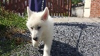 CHIOT
