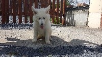 CHIOT