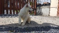 CHIOT